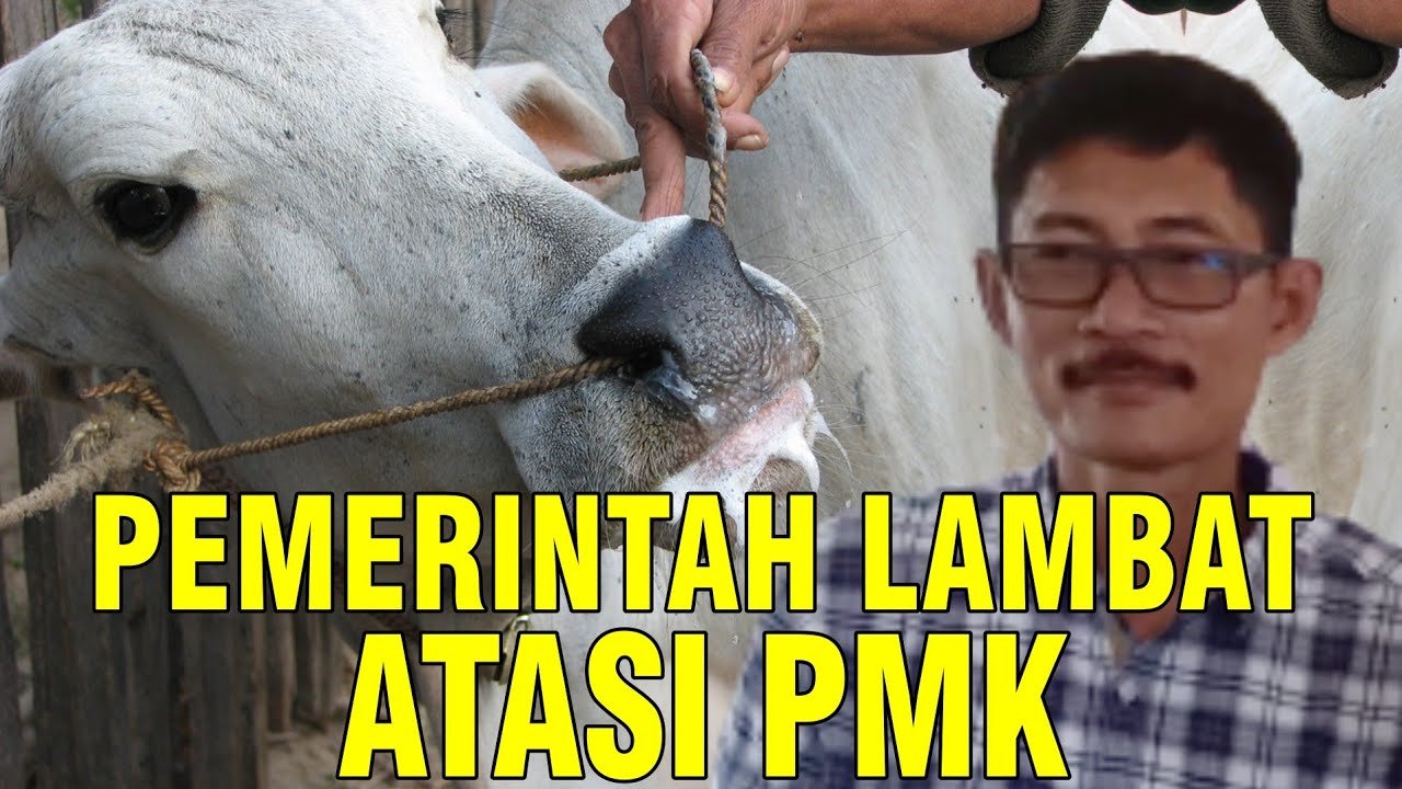 
                                 Pemerintah-Lambat-Tangani-PMK-Sapi
